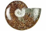 Polished Cretaceous Ammonite (Cleoniceras) Fossil - Madagascar #312195-1